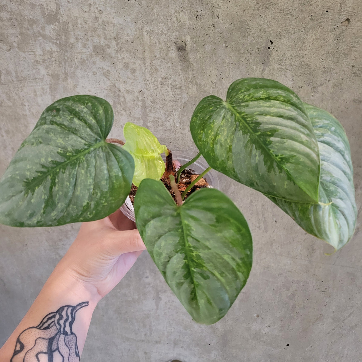 sodiroi variegata Philodendron Sodiroi Variegata – VI Plant Shop