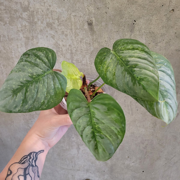 Philodendron Sodiroi Variegata – VI Plant Shop