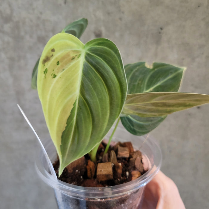 Philodendron Melanochrysum Variegata