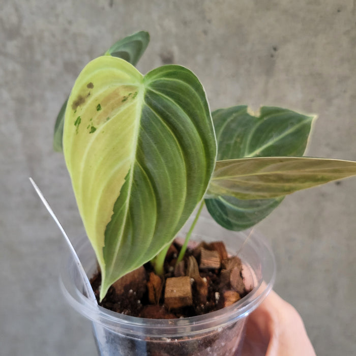 philodendron andreanum melanochrysum Philodendron Melanochrysum Variegata – VI Plant Shop