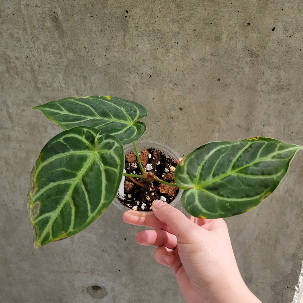 anthurium silver streak Anthurium Crystallinum 'Silver' – VI Plant Shop