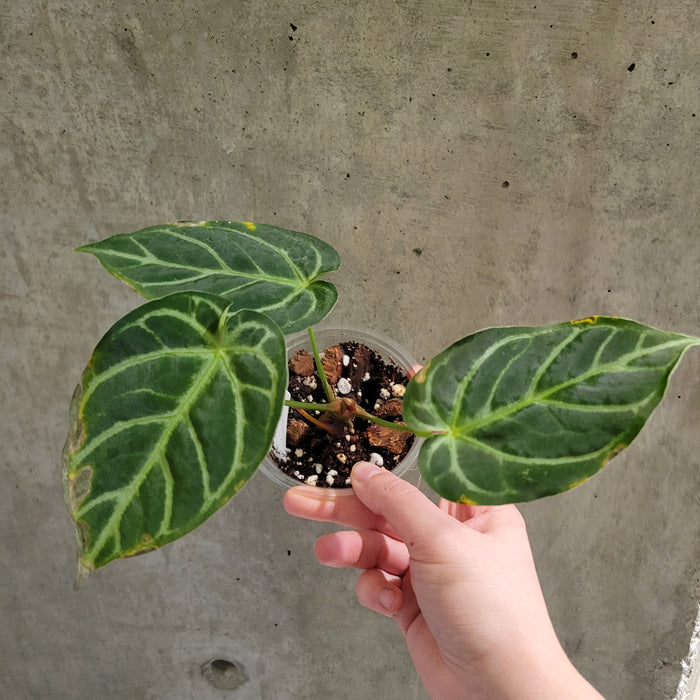 Anthurium Crystallinum 'Silver'