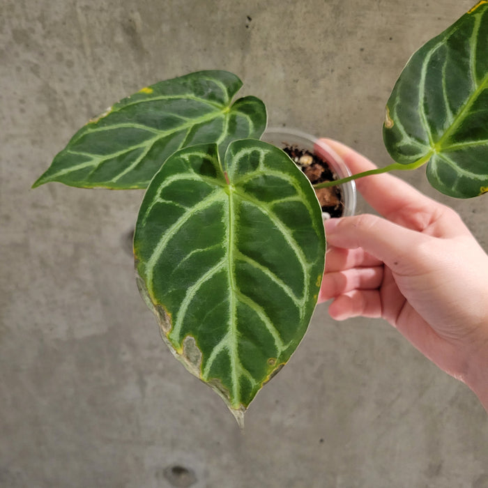 Anthurium Crystallinum 'Silver'