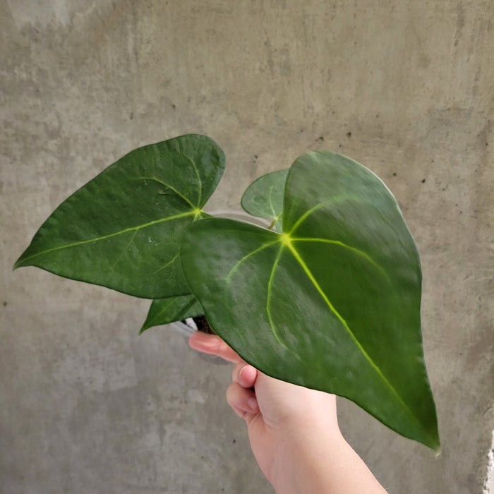 anthurium clarinervium hybrid Anthurium Clarinervium Hybrid – VI Plant Shop