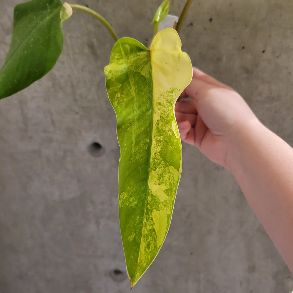 philodendron domesticum types Philodendron Domesticum Variegata – VI Plant Shop