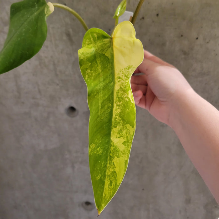 Philodendron Domesticum Variegata