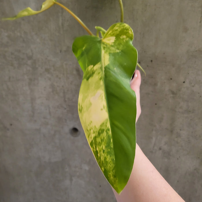 Philodendron Domesticum Variegata