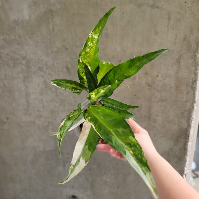 Syngonium Angustatum 'Variegated'