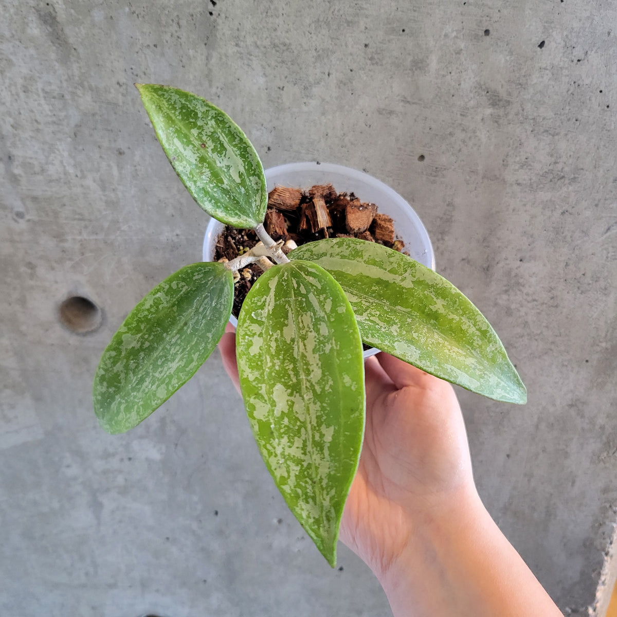 Hoya Rangsan – VI Plant Shop