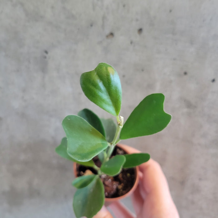 Hoya Manipurensis