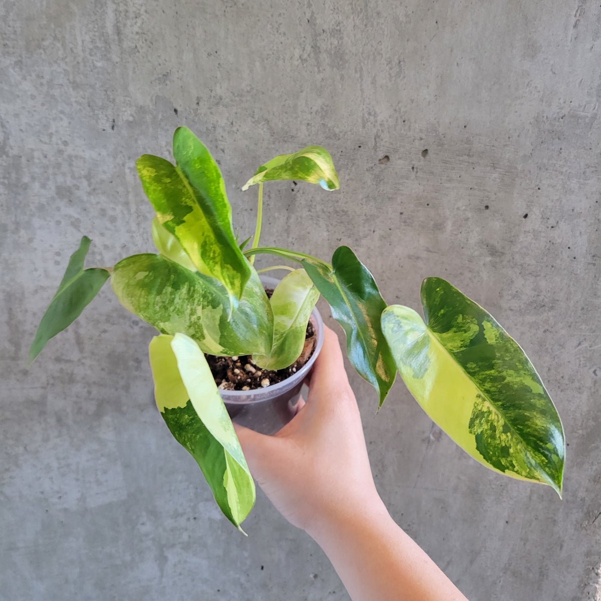philodendron burle marx variegatation Philodendron Variegated Burle Marx – VI Plant Shop
