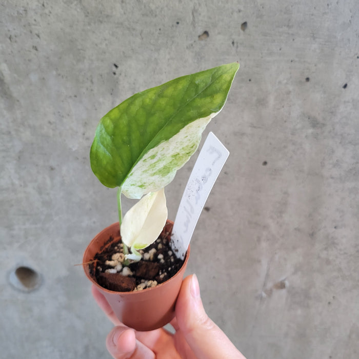 Epipremnum 'Cebu Blue Variegated'