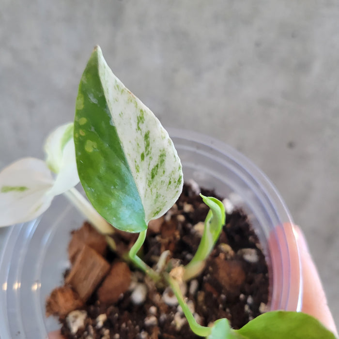 Epipremnum 'Cebu Blue Variegated'