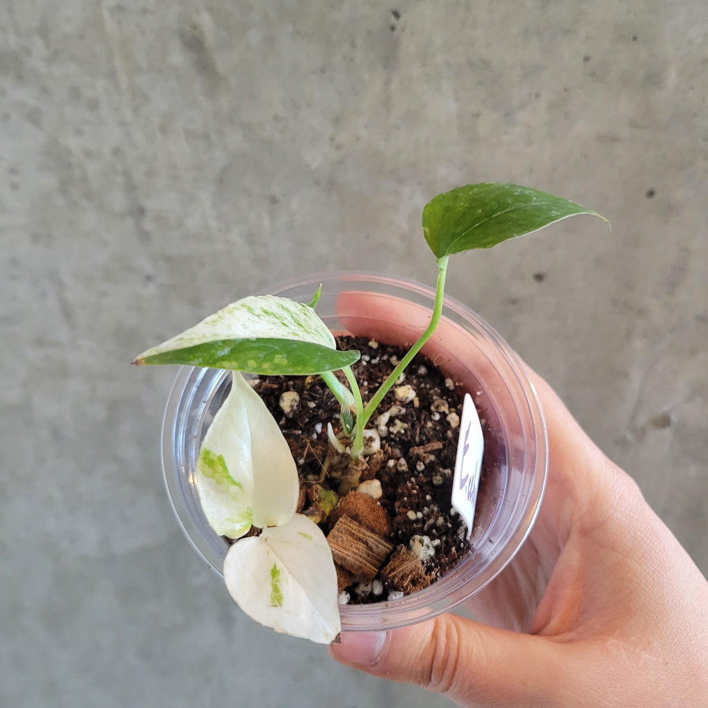 cebu blue pothos variegated Epipremnum 'Cebu Blue Variegated' – VI Plant Shop