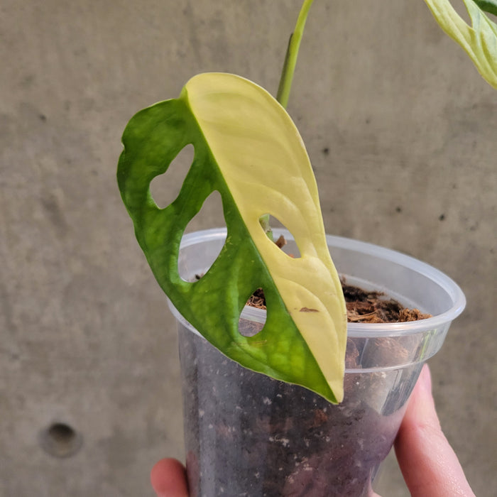 monstera adansonii aurea Monstera Adansonii 'Aurea' – VI Plant Shop
