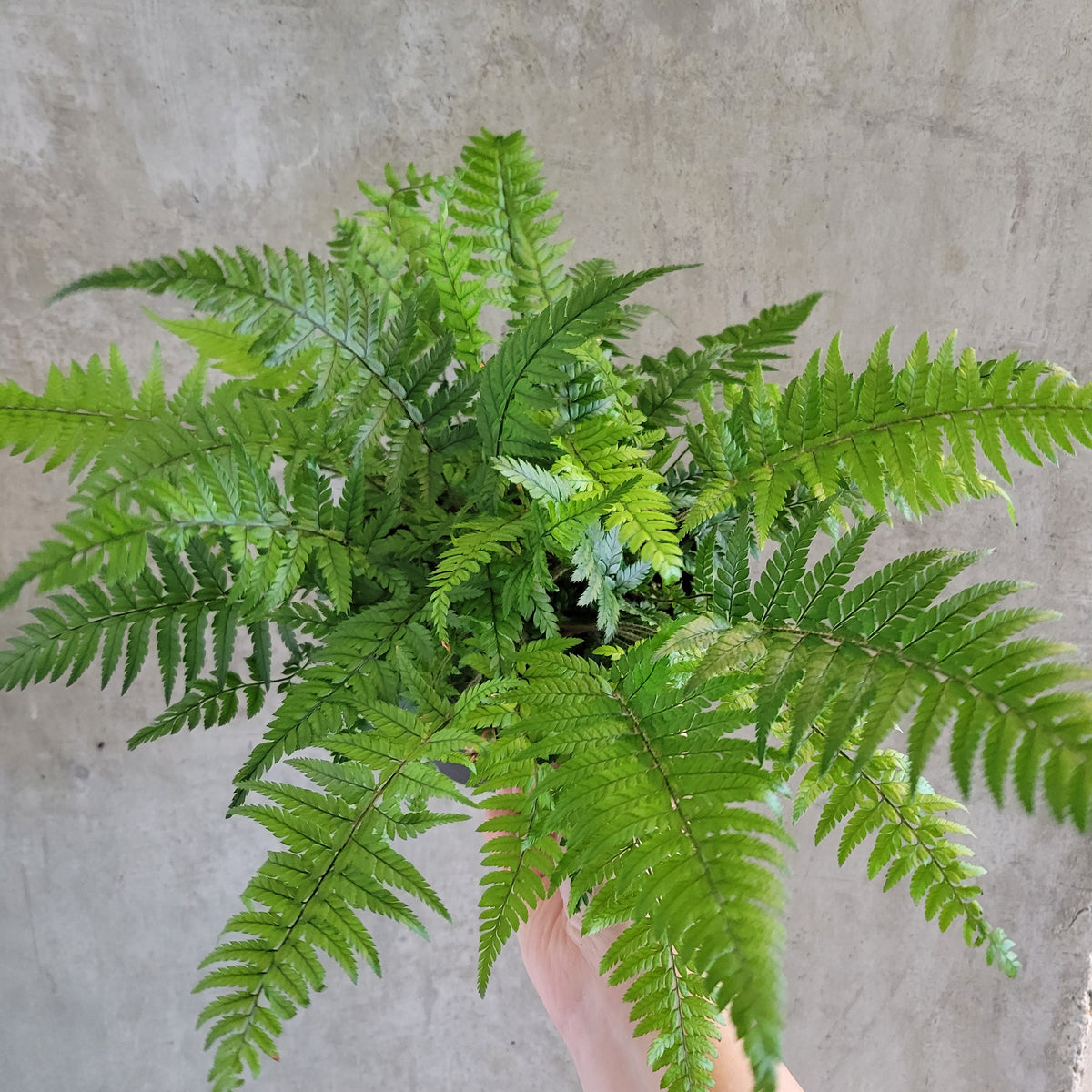 Leatherleaf Fern – VI Plant Shop