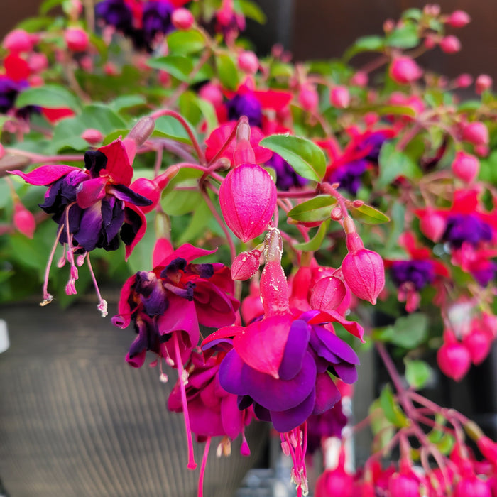 Fuchsia