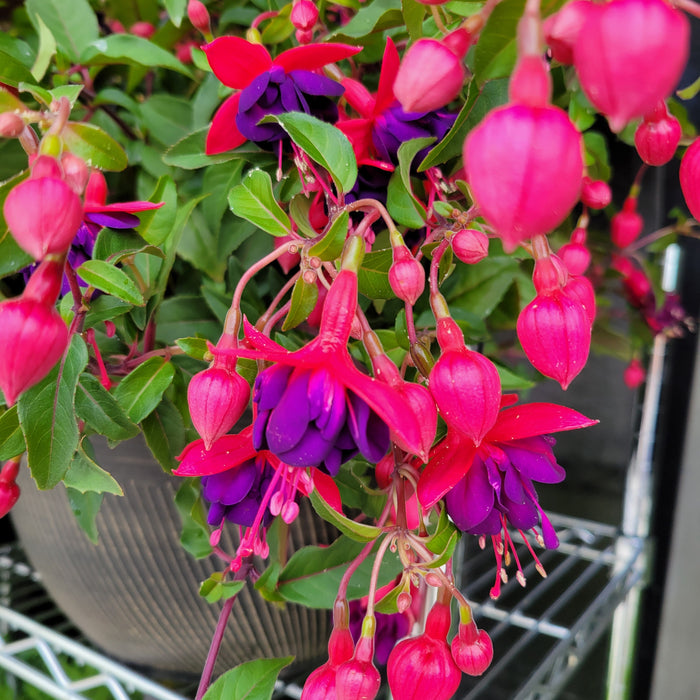 Fuchsia