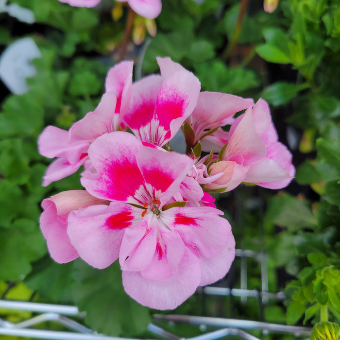 Geranium Zonal Presto Pink Sizzle