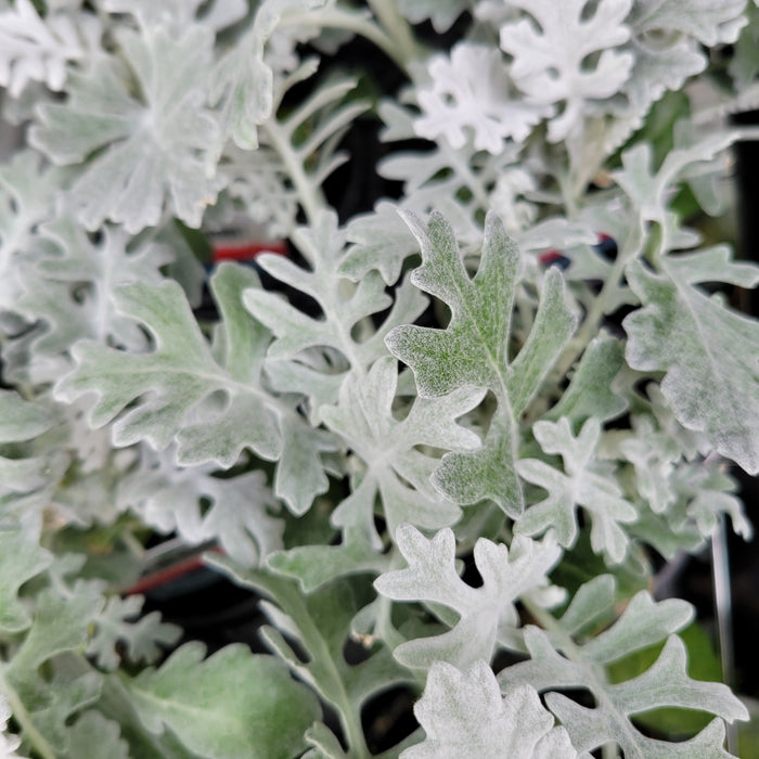 Dusty Miller Silverdust