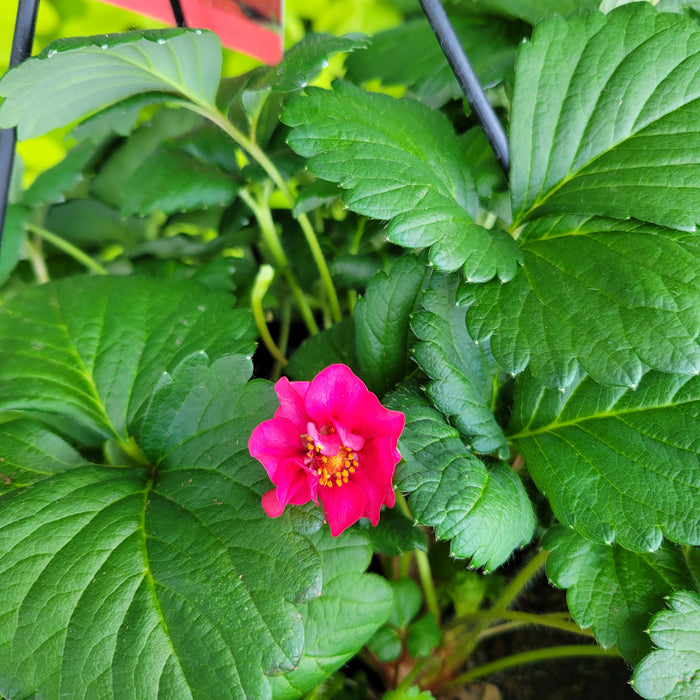 Strawberry 'Berri Basket'