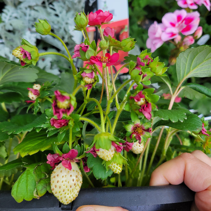 Strawberry 'Berri Basket'