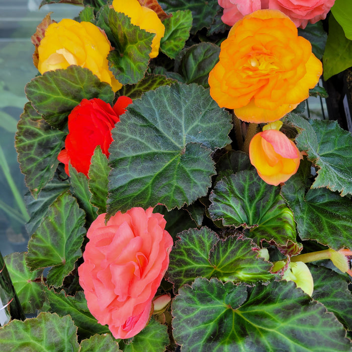 Begonia Non-Stop Mix