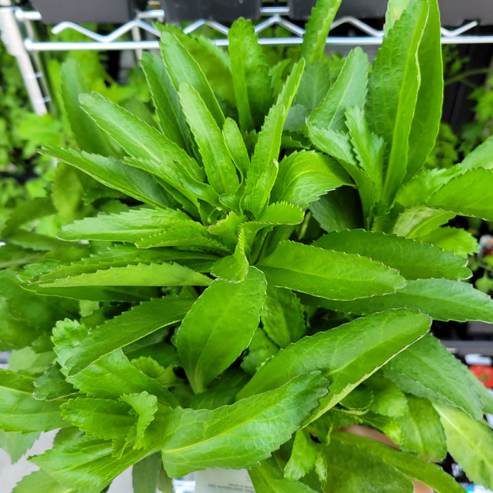 Shasta Daisy