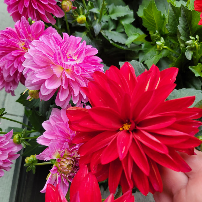 Dahlia