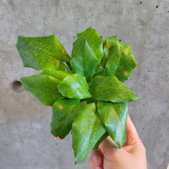 Calathea 'Network'