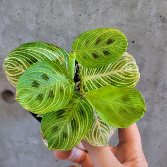 Maranta 'Fantasy'