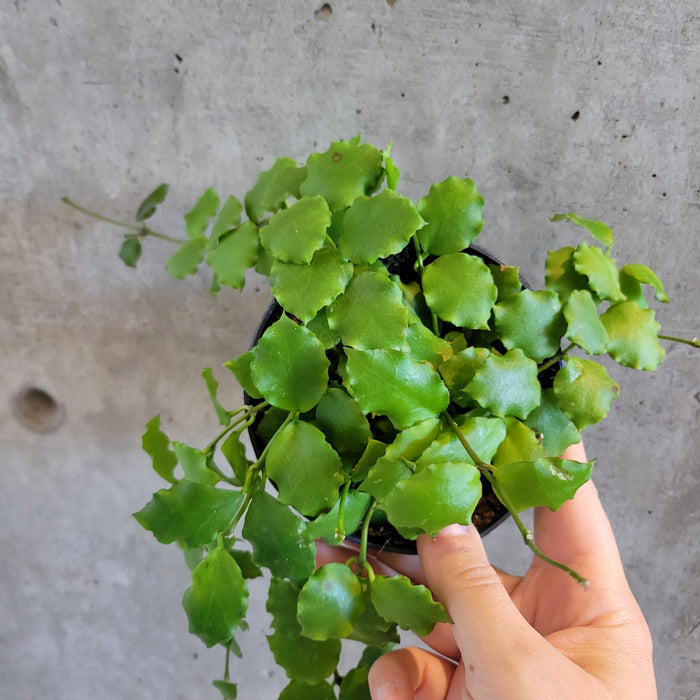 Hoya Endauensis