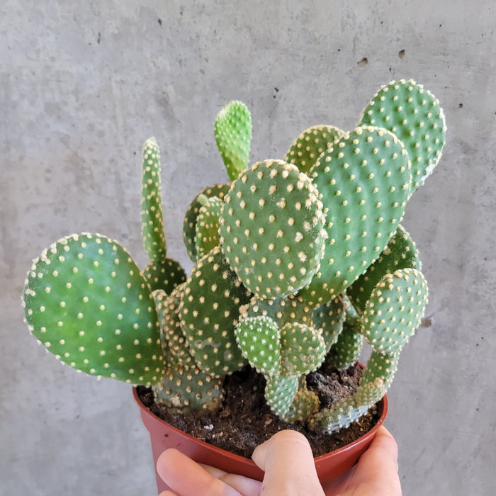 Bunny Ear Cactus