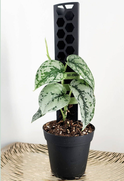 Clear D-shaped moss pole in a potted plant
