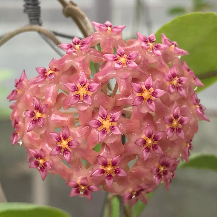 hoya plant seeds Hoya Seed no. 11 – VI Plant Shop