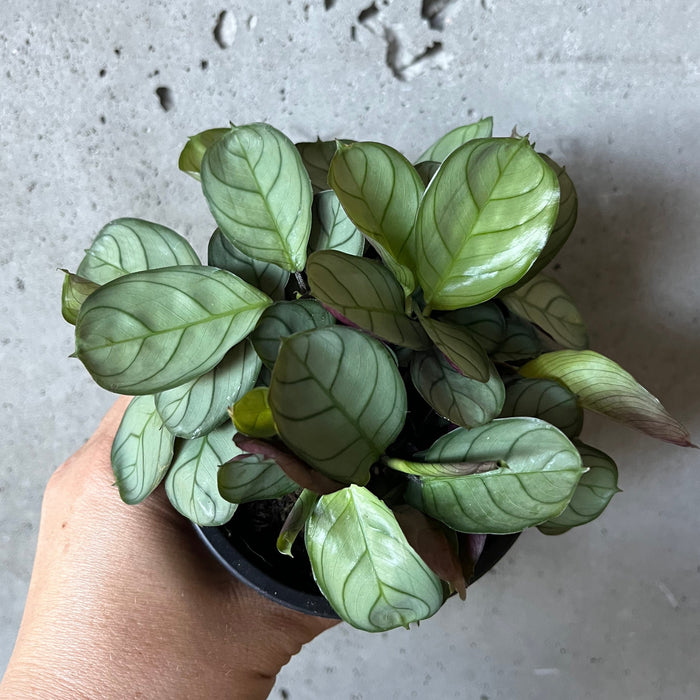 Maranta amagris