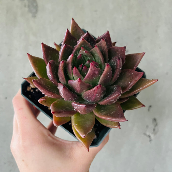 Echeveria Victor Reiter