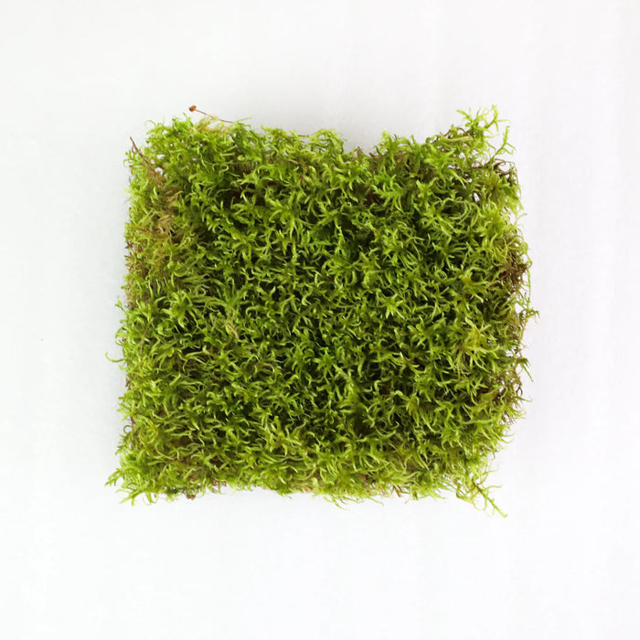 Canadian Forest Moss - Live Dormant Moss
