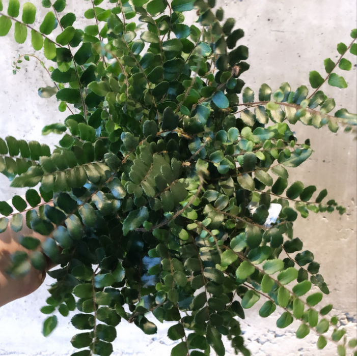 Lemon Button Fern