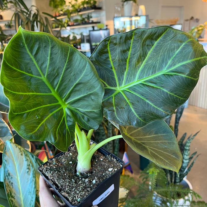 philodendron regal shield Alocasia Regal Shields – VI Plant Shop