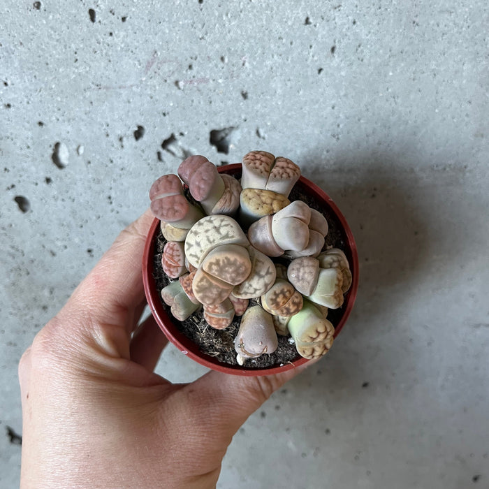 Lithops