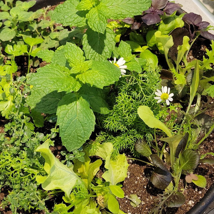 Mixed Herb and Greens Planter