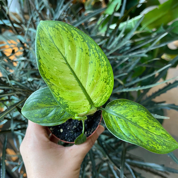 dieffenbachia crocodile care Dieffenbachia 'Crocodile' – VI Plant Shop