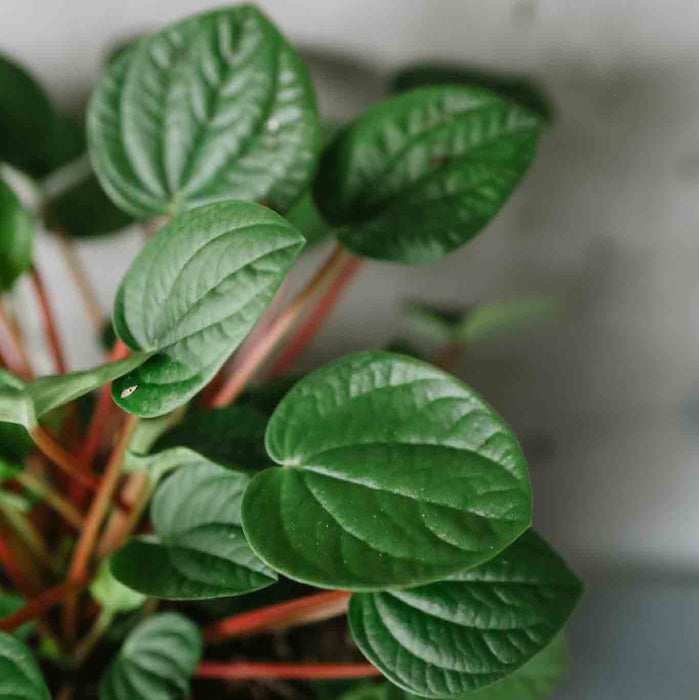 Peperomia 'Rana Verde'