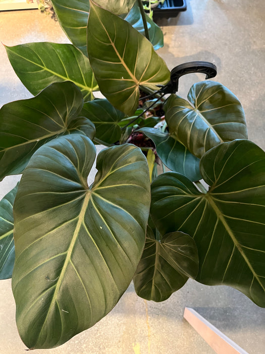 Philodendron 'Summer Glory'