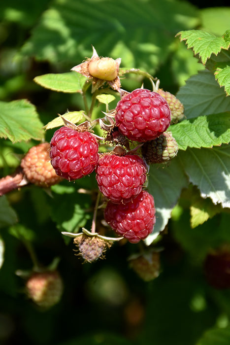 Raspberry 'Boyne'