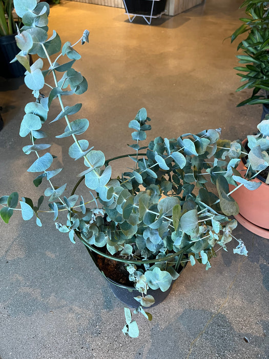 house plant eucalyptus Eucalyptus Silver Drop – VI Plant Shop