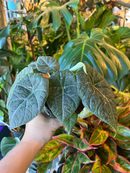 anthurium maharani Alocasia Maharani – VI Plant Shop