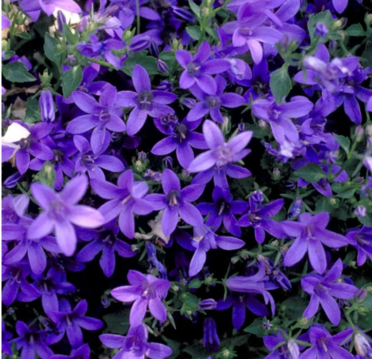 Bell Flower Campanula