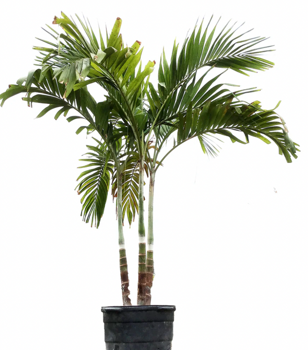 Adonidia Palm